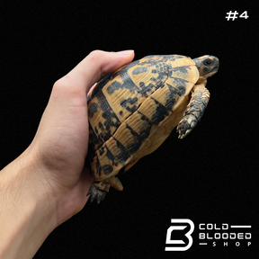 Greek Tortoises - Testudo graeca