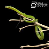 Culebra rata verde de cola roja - Gonyosoma oxycephalum