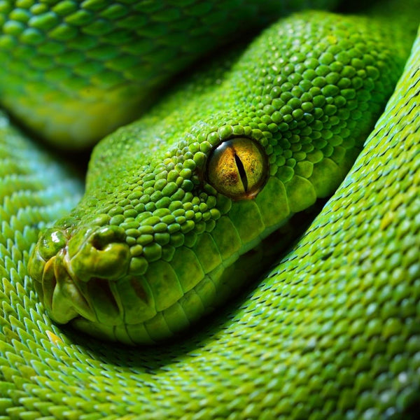 Baby Manokwari Green Tree Pythons - Morelia viridis