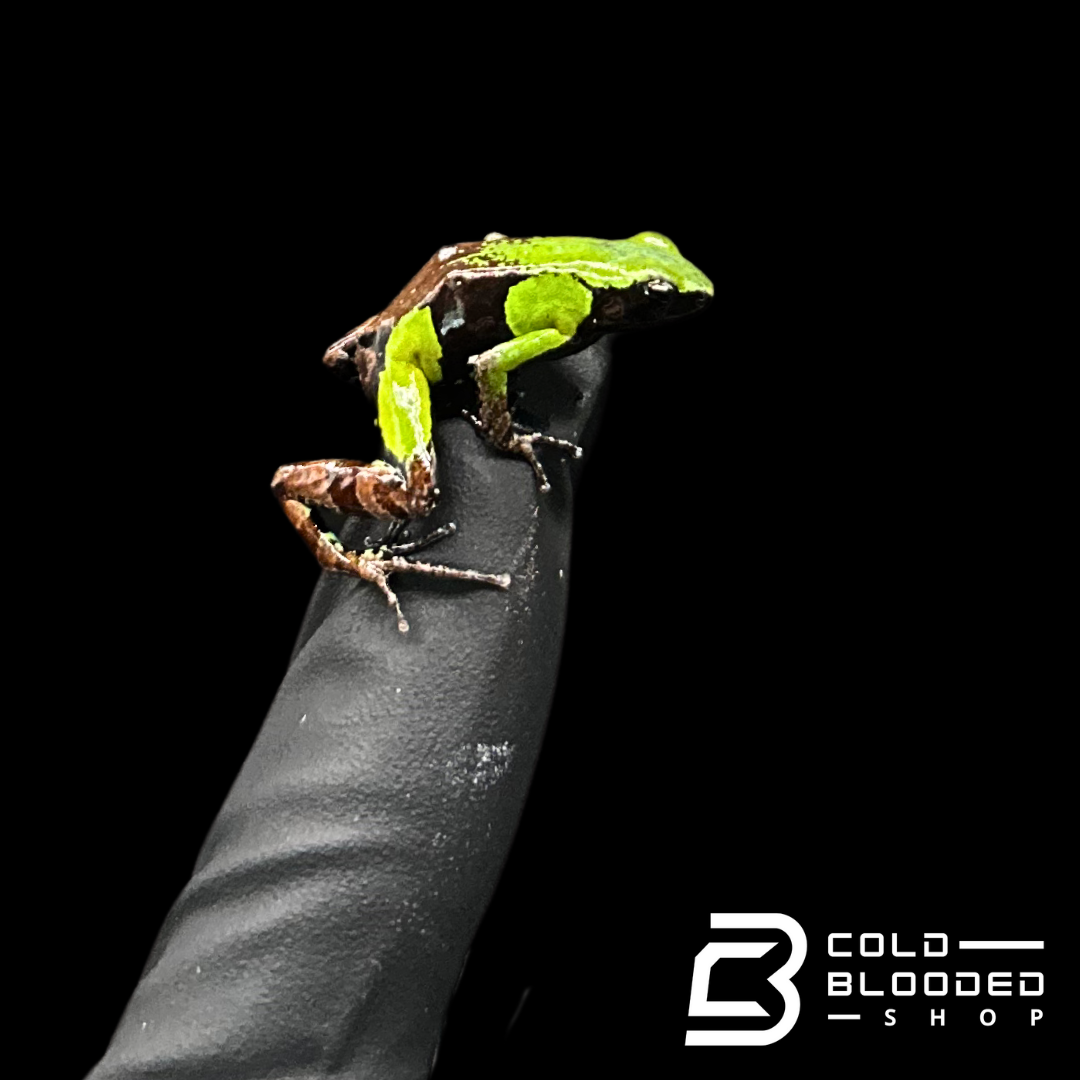 Guibé's Mantellas - Mantella nigricans