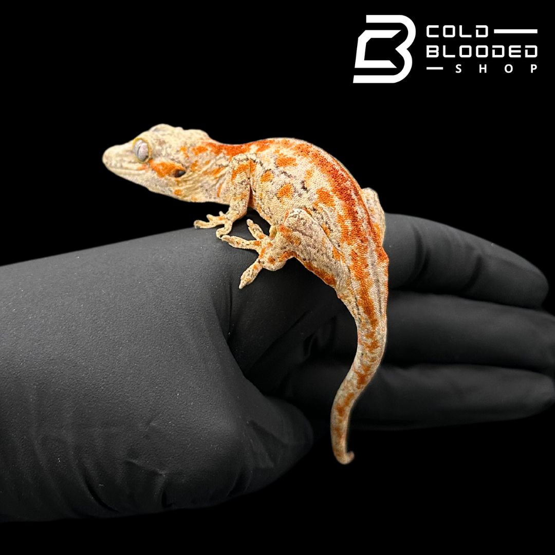 Gargoyle Gecko - Rhacodactylus auriculatus #1