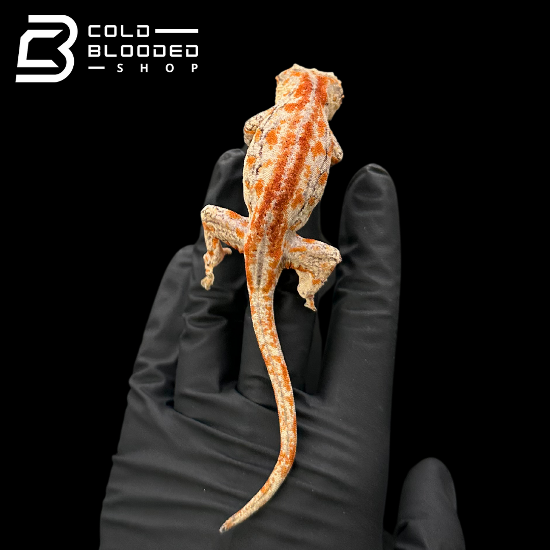 Gargoyle Gecko - Rhacodactylus auriculatus #1