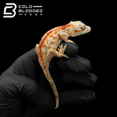 Gargoyle Gecko - Rhacodactylus auriculatus #1