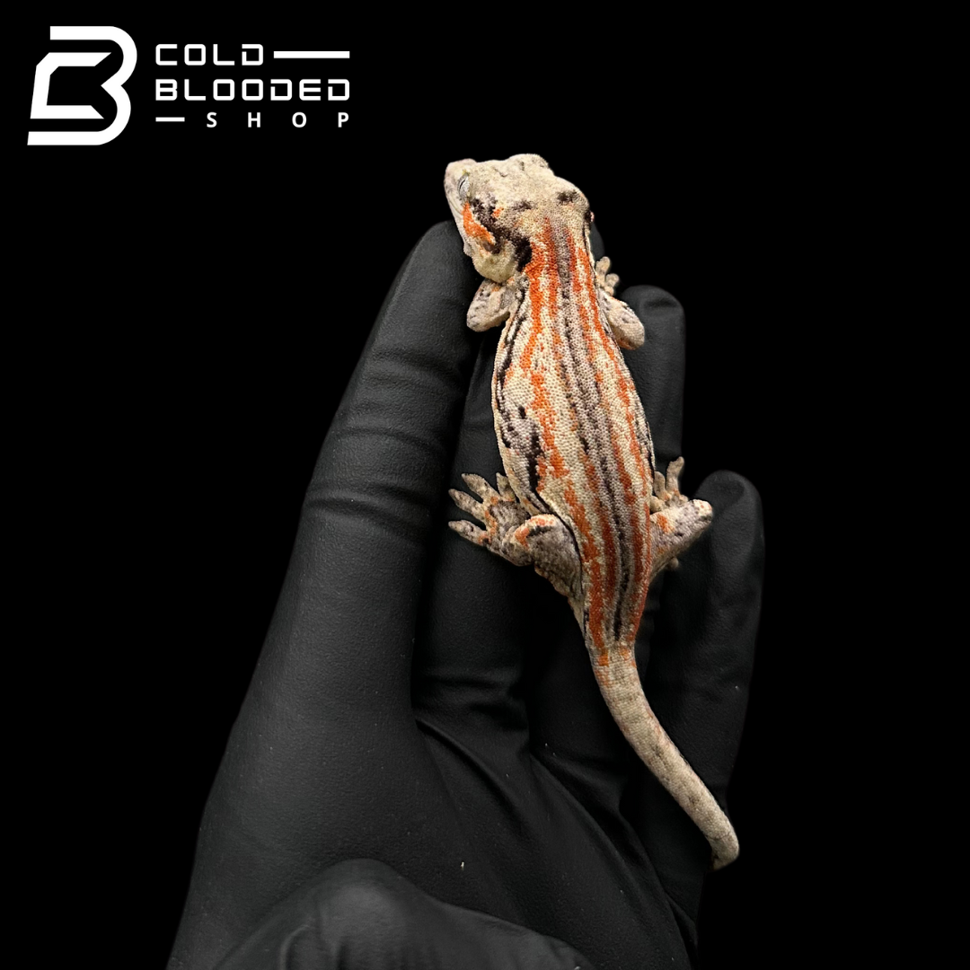 Gargoyle Gecko - Rhacodactylus auriculatus #3