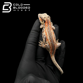 Gargoyle Gecko - Rhacodactylus auriculatus #3