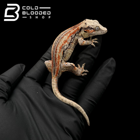 Gargoyle Gecko - Rhacodactylus auriculatus #3