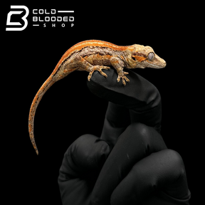 Gargoyle Gecko - Rhacodactylus auriculatus #4