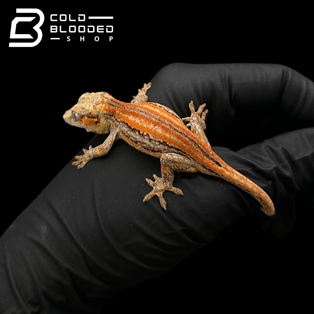 Gargoyle Gecko - Rhacodactylus auriculatus #4