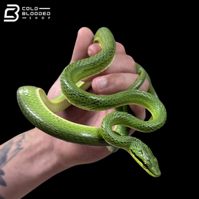 Rein Snake Pairs  -  Rhadinophis frenatus