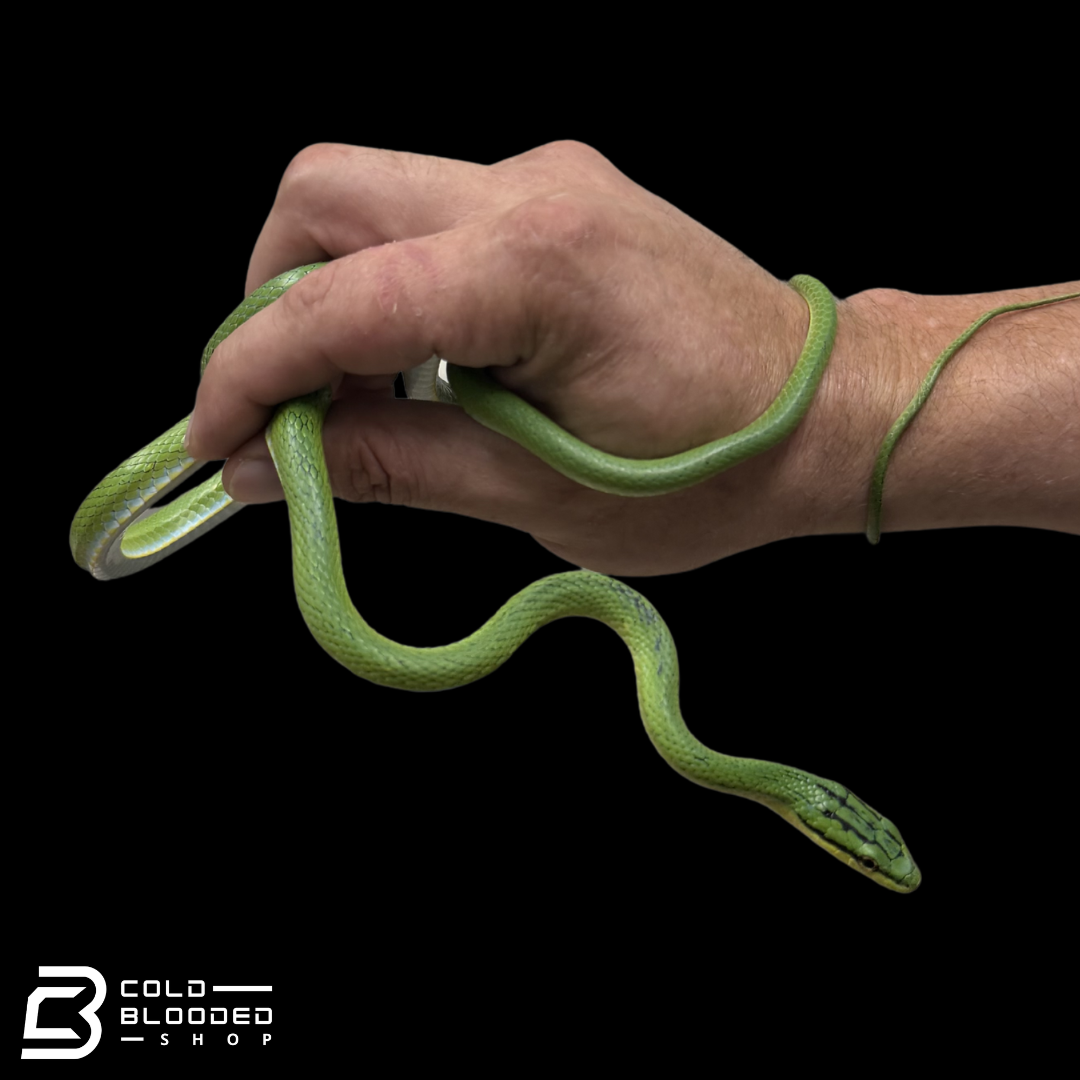Rein Snake Pairs  -  Rhadinophis frenatus