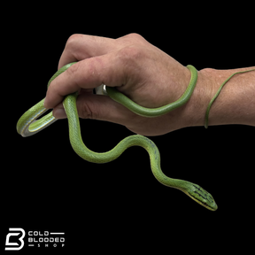 Rein Snake Pairs  -  Rhadinophis frenatus