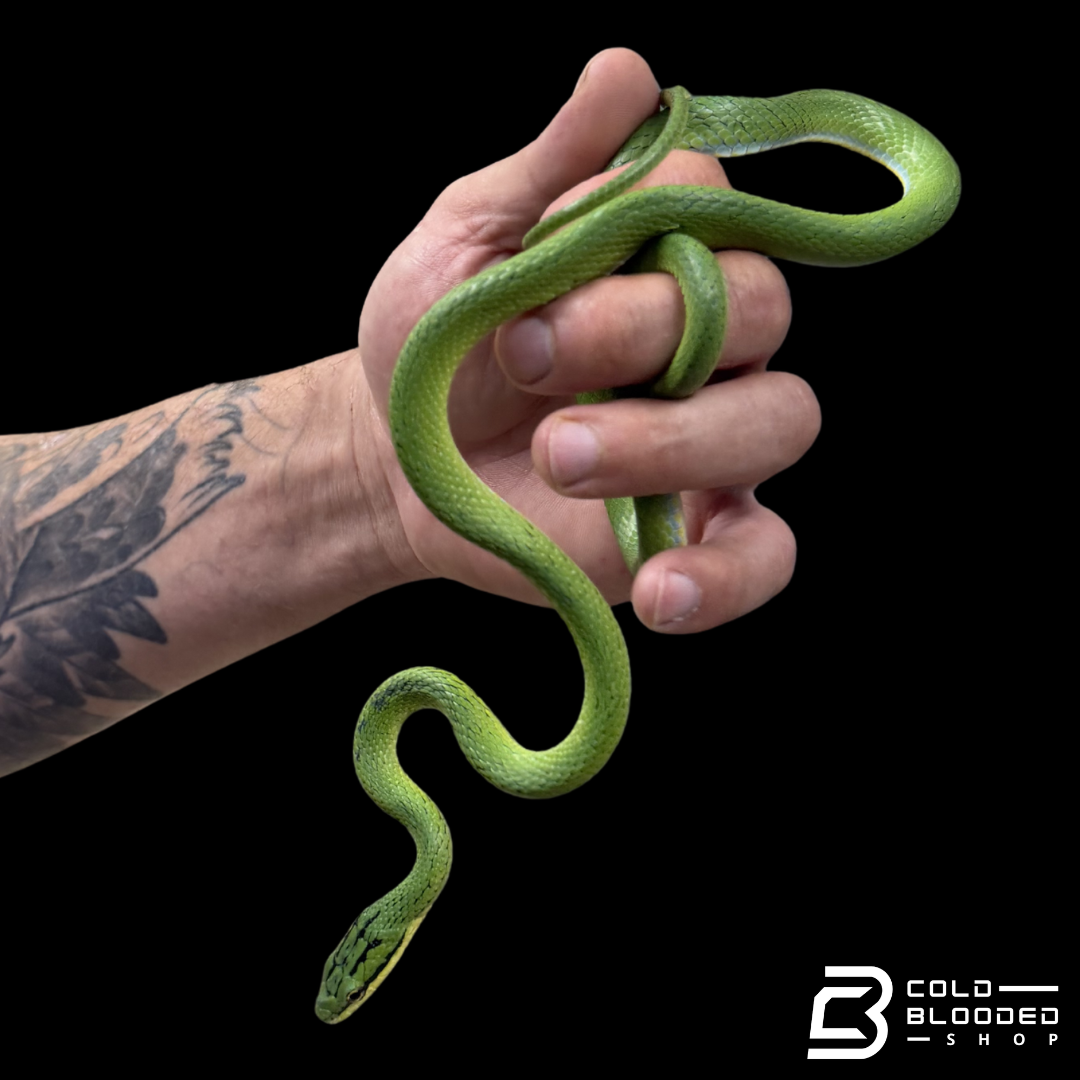 Rein Snake Pairs  -  Rhadinophis frenatus