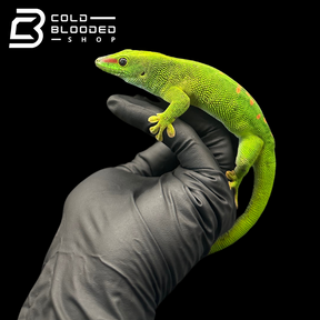 Giant Day Geckos - Phelsuma grandis