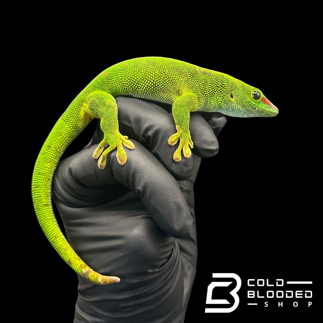 Giant Day Geckos - Phelsuma grandis