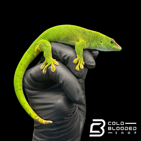 Giant Day Geckos - Phelsuma grandis