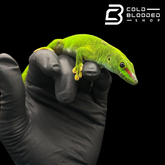 Giant Day Geckos - Phelsuma grandis