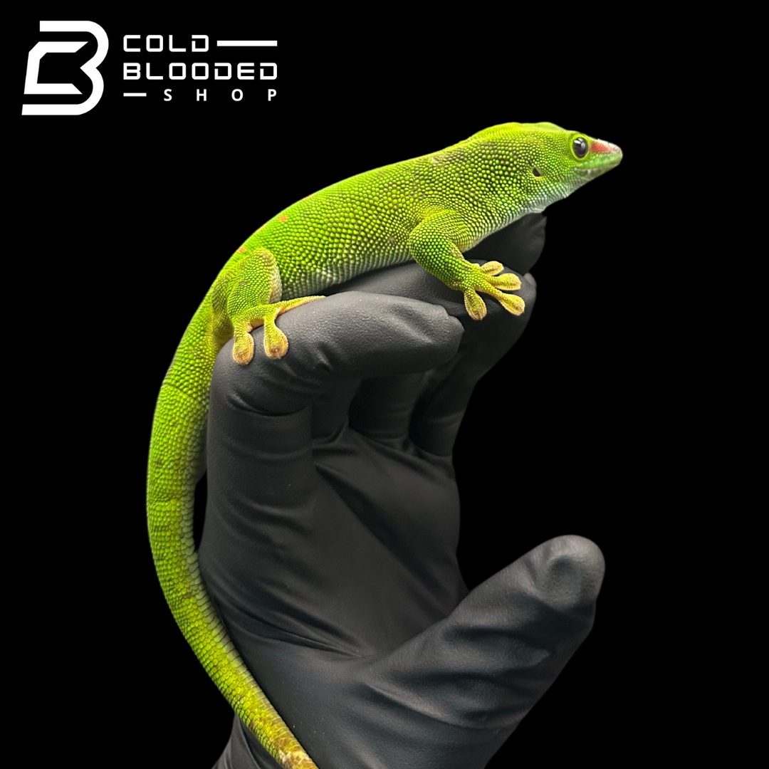 Giant Day Geckos - Phelsuma grandis