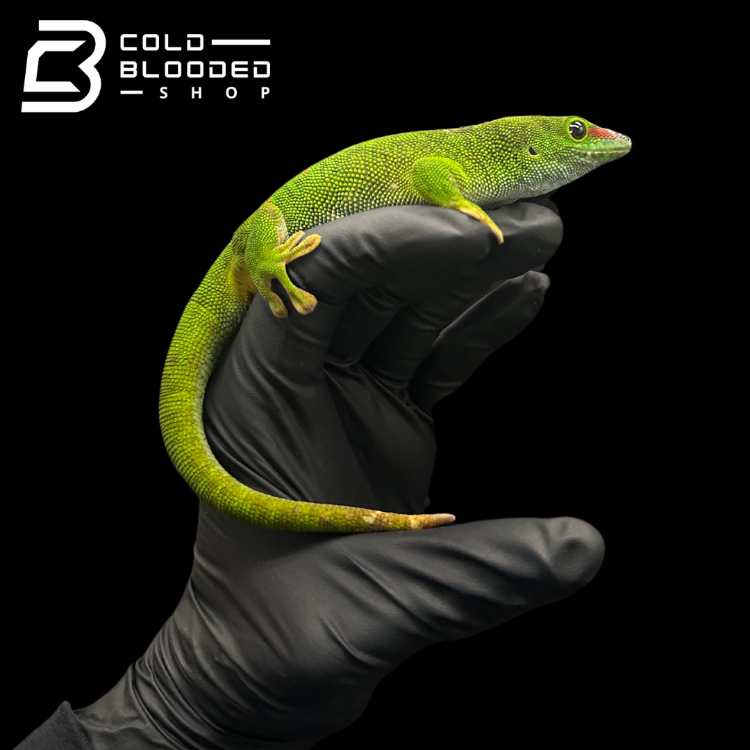 Giant Day Geckos - Phelsuma grandis