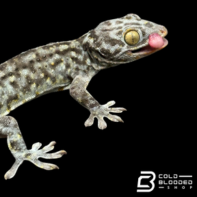 Hembra Granito Tokay Gecko - Gekko gecko