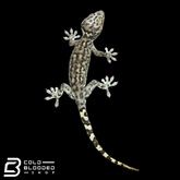 Hembra Granito Tokay Gecko - Gekko gecko