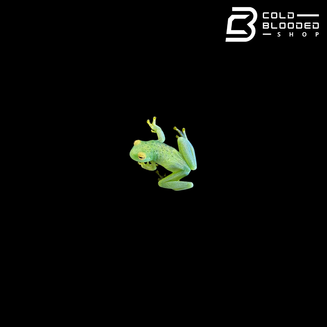 Granular Glass Frog - Cochranella granulosa