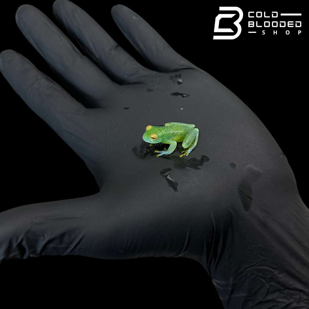 Granular Glass Frog - Cochranella granulosa