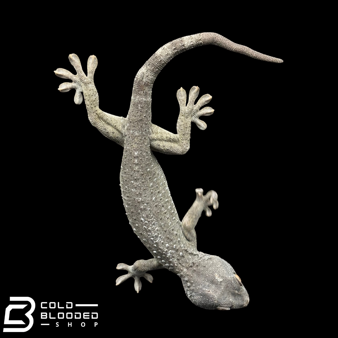 Hembra Pied Tokay Gecko - Gekko gecko