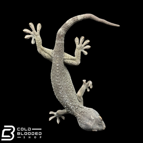 Hembra Pied Tokay Gecko - Gekko gecko