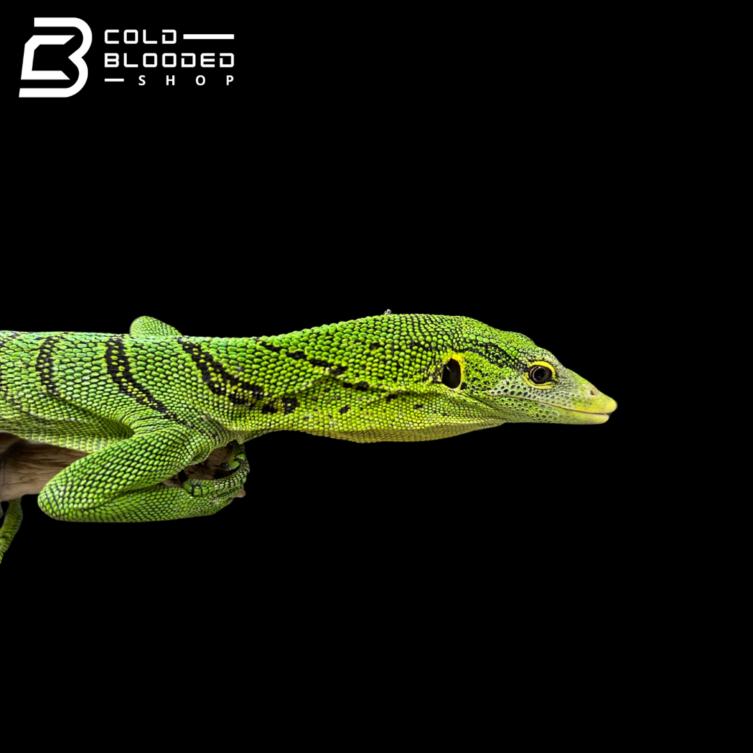Adult Male Green Tree Monitor - Varanus prasinus