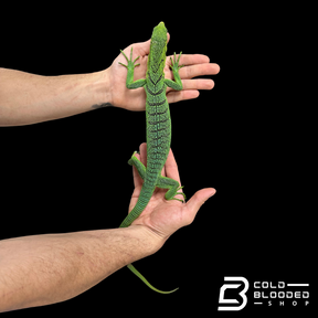 Adult Male Green Tree Monitor - Varanus prasinus