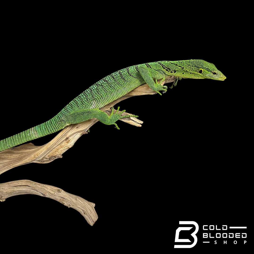 Adult Male Green Tree Monitor - Varanus prasinus