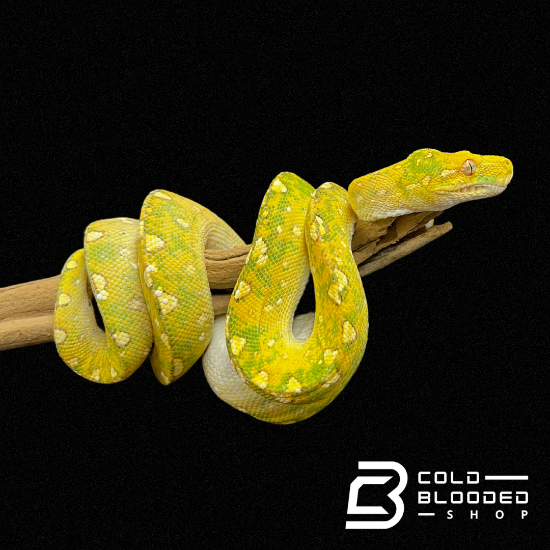 Baby/Juvenile Biak Green Tree Python - Cold Blooded Shop
