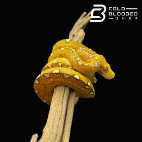 Baby/Juvenile Biak Green Tree Python - Cold Blooded Shop