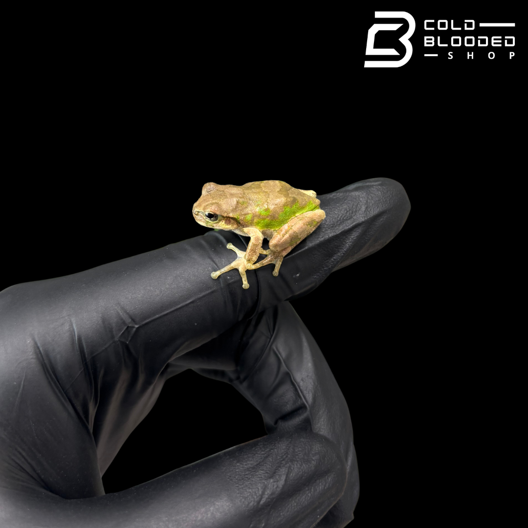 Japanese Tree Frog - Dryophytes japonicus
