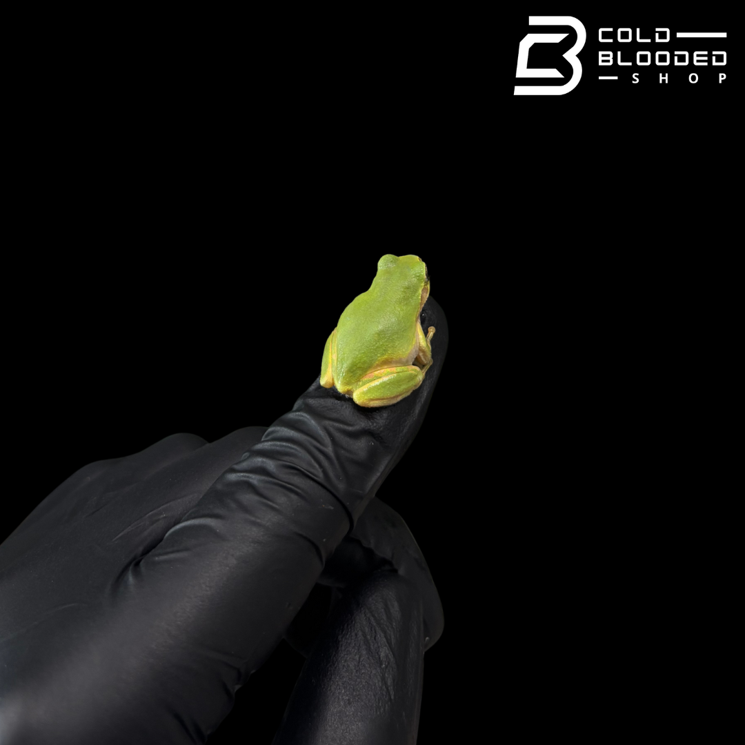 Japanese Tree Frog - Dryophytes japonicus