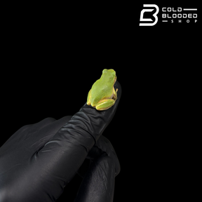 Japanese Tree Frog - Dryophytes japonicus