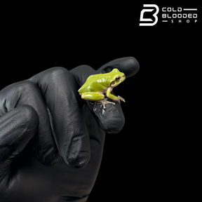 Japanese Tree Frog - Dryophytes japonicus