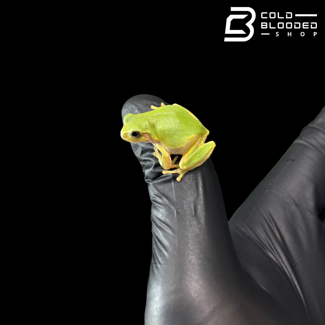 Japanese Tree Frog - Dryophytes japonicus