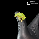 Japanese Tree Frog - Dryophytes japonicus