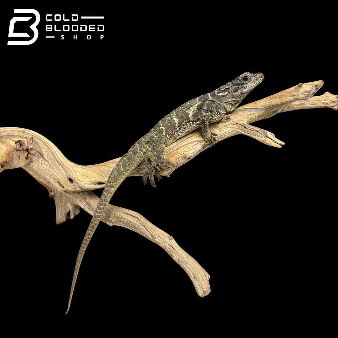 Juvenile Indonesian Sailfin Dragons - Hydrosaurus microlophus