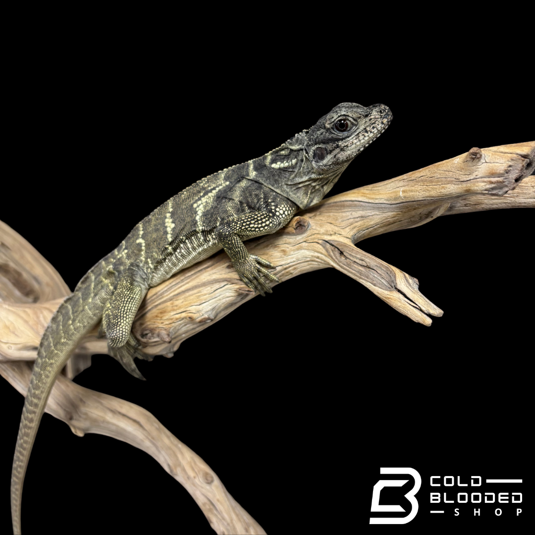 Juvenile Indonesian Sailfin Dragons - Hydrosaurus microlophus