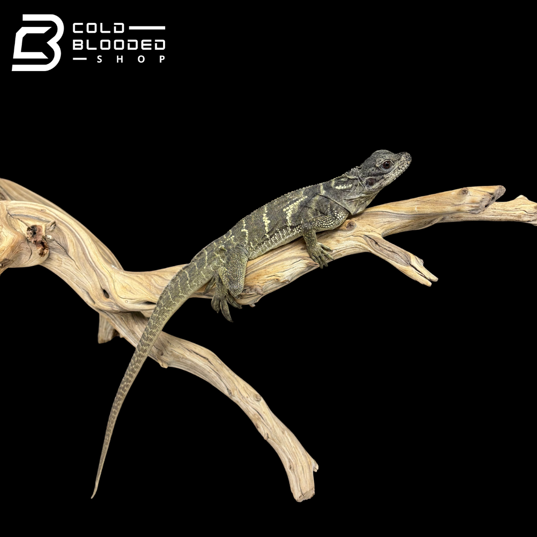 Juvenile Indonesian Sailfin Dragons - Hydrosaurus microlophus