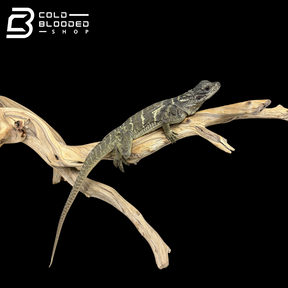 Juvenile Indonesian Sailfin Dragons - Hydrosaurus microlophus