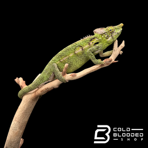 Female Antimena Chameleons - Furcifer antimena