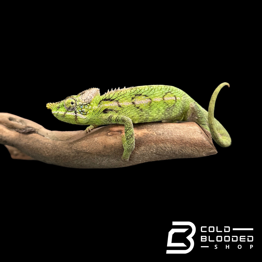 Female Antimena Chameleons - Furcifer antimena