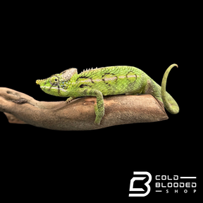 Female Antimena Chameleons - Furcifer antimena