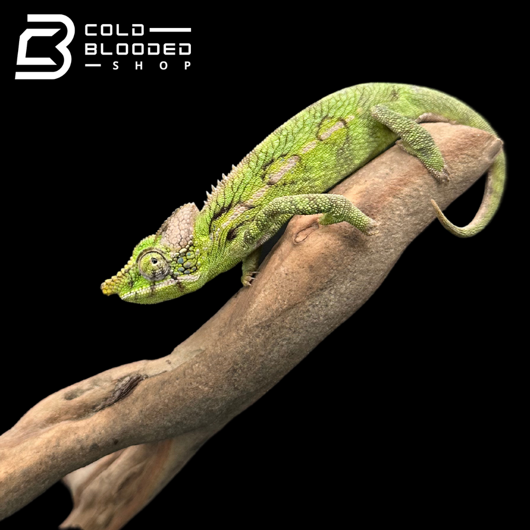 Female Antimena Chameleons - Furcifer antimena