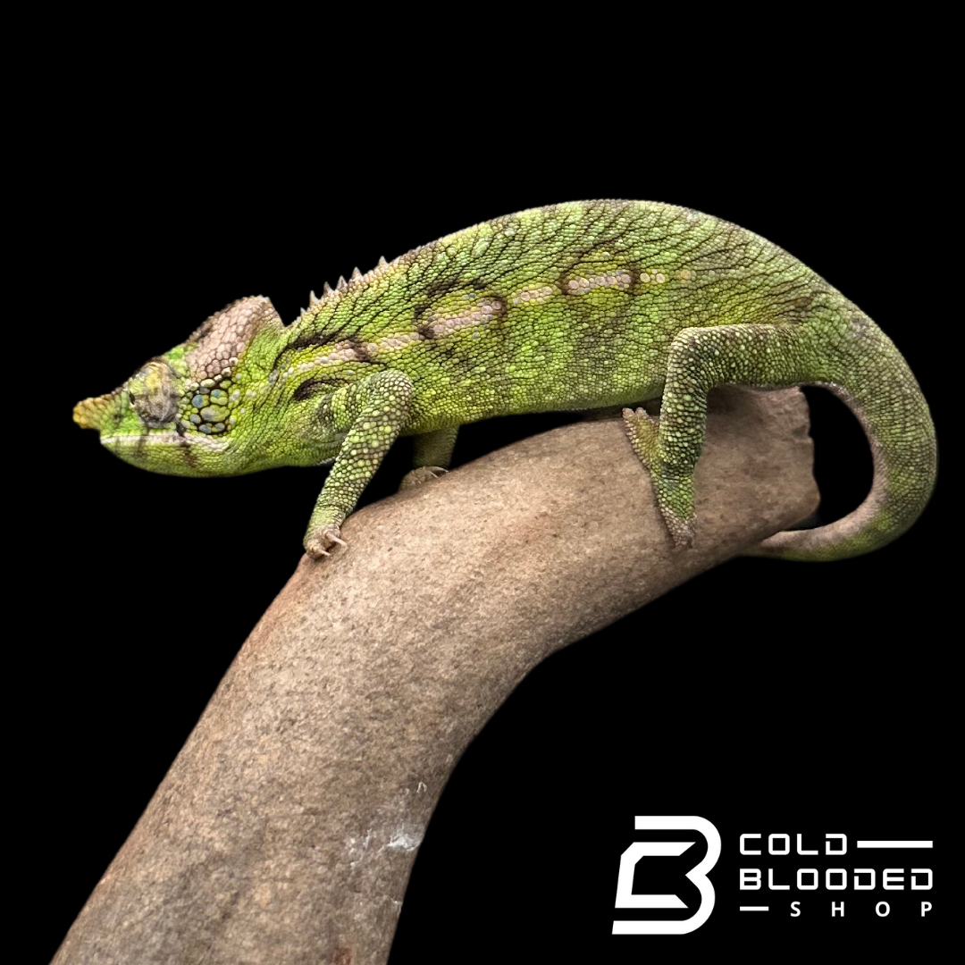 Female Antimena Chameleons - Furcifer antimena