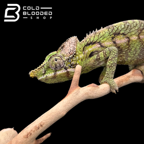 Female Antimena Chameleons - Furcifer antimena