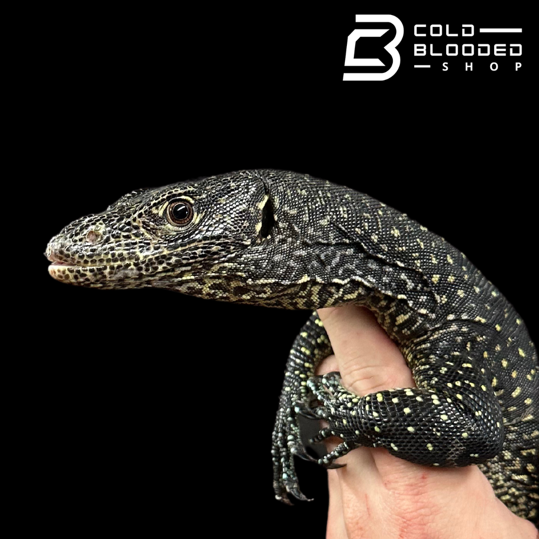 Sub Adult Blue-tailed Monitor - Varanus doreanus